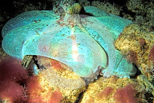 A Nocturnal Caribbean Reef Octopus Hunting at Night