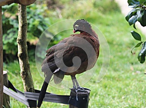 Nocturnal curassow, Nothocrax urumutum