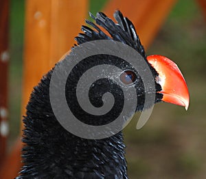 The nocturnal curassow is a species of bird in the family Cracidae.