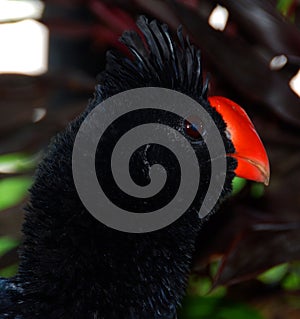 The nocturnal curassow is a species of bird in the family Cracidae. photo