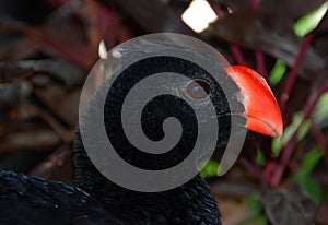 The nocturnal curassow is a species of bird in the family Cracidae. photo