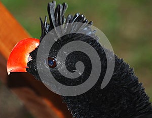 The nocturnal curassow is a species of bird in the family Cracidae. photo