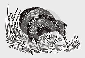 Nocturnal flightless kiwi apteryx from new zealand looking for food