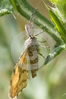 Nocturnal fly