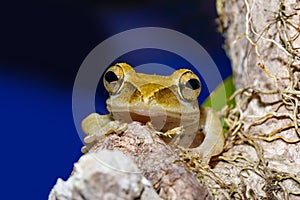 Nocturnal frog Boophis Madagascar, wildlife