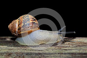Nocturnal garden snail Cornu aspersum