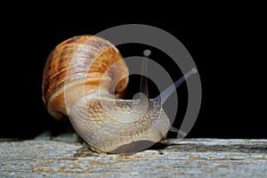 Nocturnal garden snail with extended tentacles photo