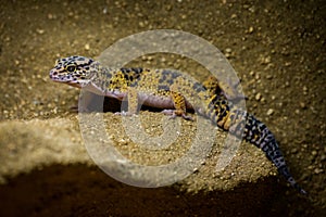 Nocturnal gecko portrait in nature park
