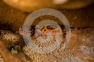 Nocturnal gecko portrait in nature park
