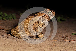 Nocturnal guttural toad - South Africa