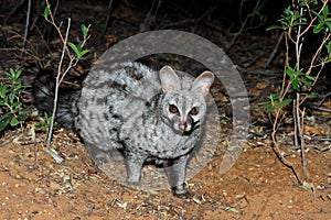 Nocturnal large-spotted genet