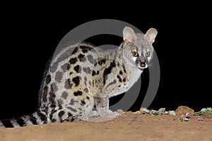 Nocturnal large-spotted genet - South Africa photo