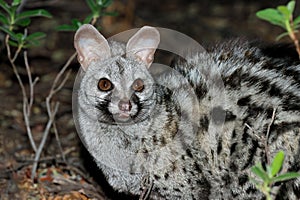 Nocturnal large-spotted genet portrait