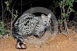 Nocturnal large-spotted genet -South Africa