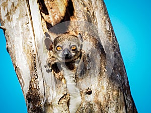 Nocturnal lema. Awake. Madagascar. photo