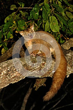 Nocturnal life in the wild africa