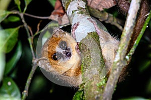 Nocturnal Mouse Lemur on branch in Madagascar