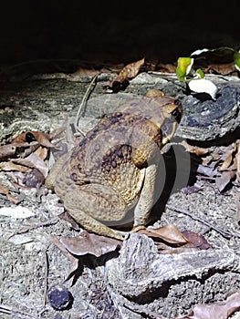 Nocturnal toad on the run