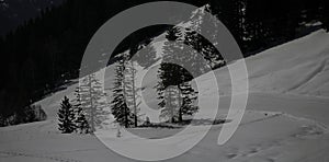 Nocturnal View of Trees on a Mountain Slope