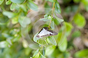 Nocturnal white butterfly