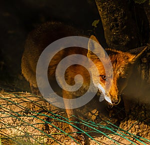 A nocturne meeting with a fox in the woods