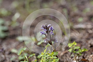 Nodding broomrape, Orobanche cernua