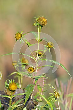 Nodding Bur-marigold