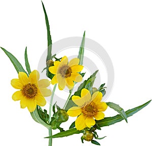 Nodding Bur-marigold Flower