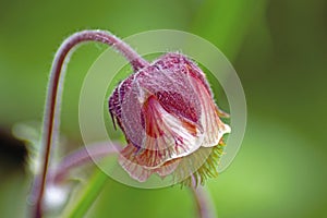 The Nodding Flower Head of Water Avens - Geum Rivale photo