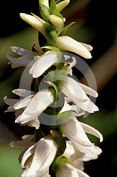 Nodding Ladies`-tresses   33008 photo