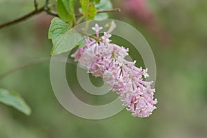 Nodding lilac, Syringa komarowii, close-up flowers