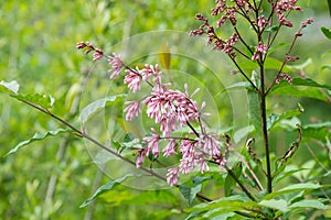 Nodding lilac syringa komarowii flowers