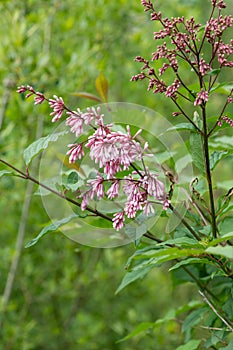 Nodding lilac syringa komarowii flowers