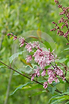 Nodding lilac syringa komarowii flowers