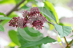 Nodding lilac, Syringa komarowii subsp. komarowii, buds