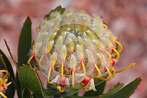 Nodding Pincushion Protea Leucospermum Cordifoliu