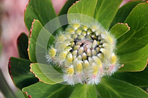 Nodding Pincushion Protea Leucospermum Cordifoliu