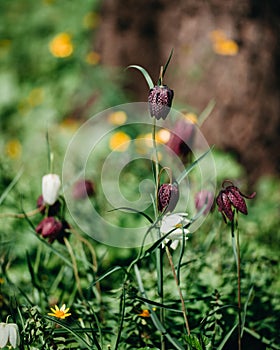 The nodding pink-and-purple-chequered flowers of the Snake`s-head Fritillary