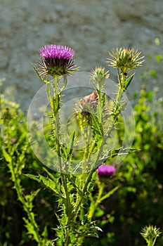 Nodding plumeless thistle