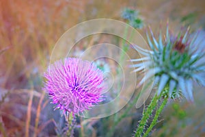 Nodding plumeless thistle buds. Buds of Carduus nutans or musk thistle selective focus