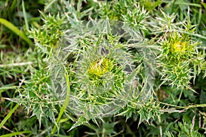 Nodding thistle Carduus nutans green spiny leaves close-up view in Khvamli Mountain range in Georgia