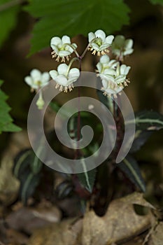 Nodding white flowers of spotted wintergreen at Blackledge Falls, Connecticut