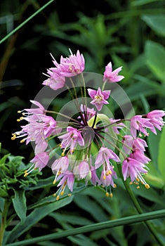 Nodding Wild Onion   16739