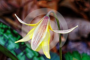 Nodding yellow trout lily flower in Spring