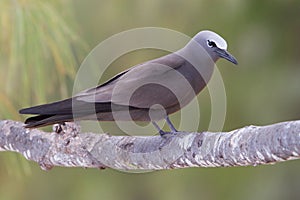 Noddy, Brown Noddy, Anous stolidus photo