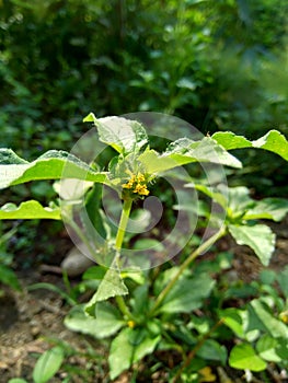 Node weed also known Synedrella nodiflora, synderella weed with a natural background.