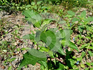 Node weed also known Synedrella nodiflora, synderella weed with a natural background.