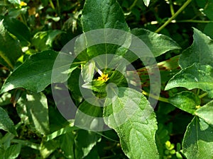 Node weed also known Synedrella nodiflora, synderella weed with a natural background. photo