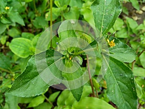 Node weed also known Synedrella nodiflora, synderella weed with a natural background. photo