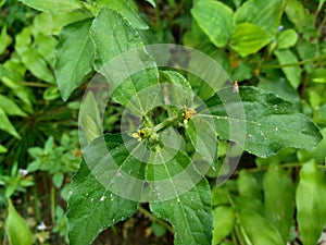Node weed also known Synedrella nodiflora, synderella weed with a natural background. photo